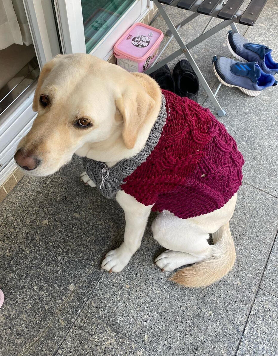 Dog Sweater
