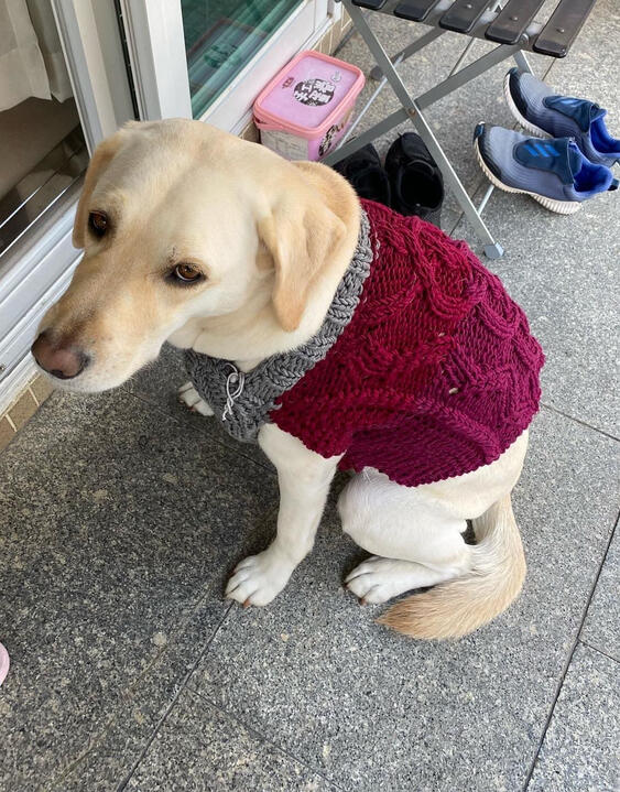 Dog Sweater Dog Sweater